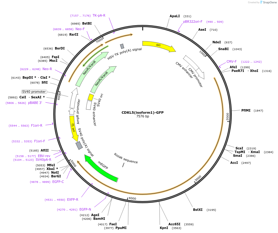 245903-plasmid-map-sequence-id-490426