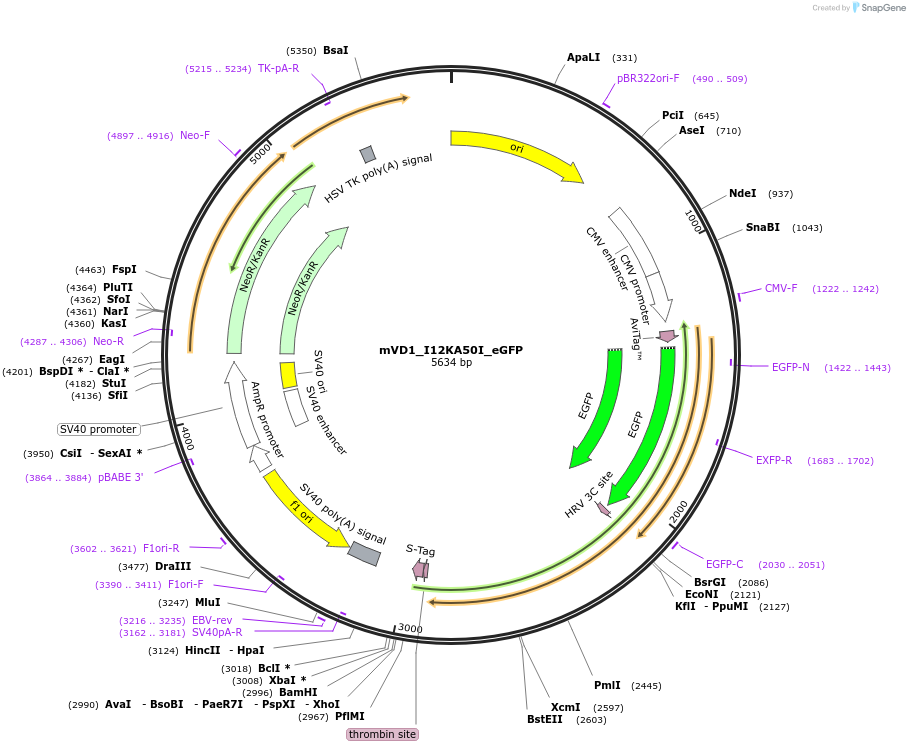 245896-plasmid-map-sequence-id-490428