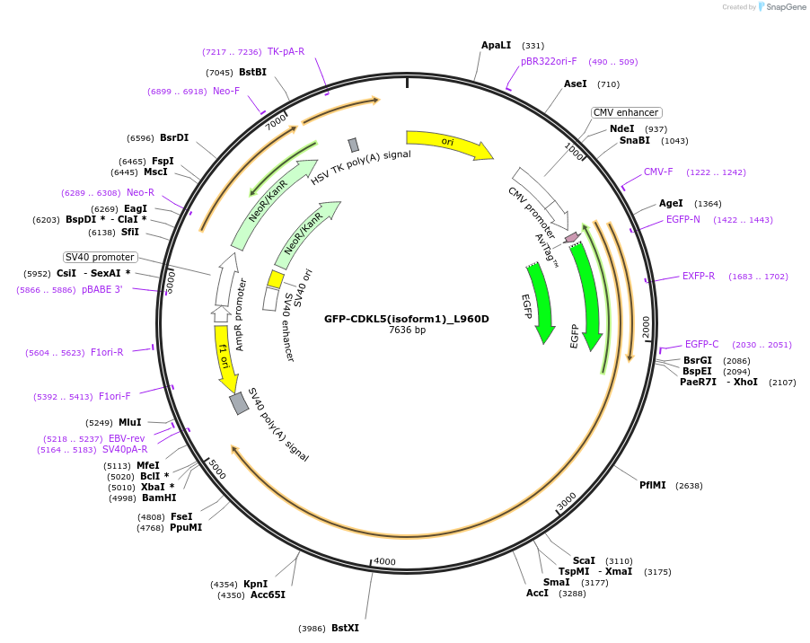 245900-plasmid-map-sequence-id-490429