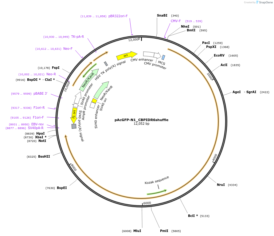 247245-plasmid-map-sequence-id-490433