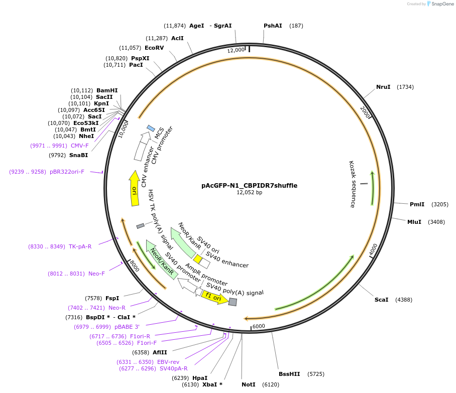 247246-plasmid-map-sequence-id-490435