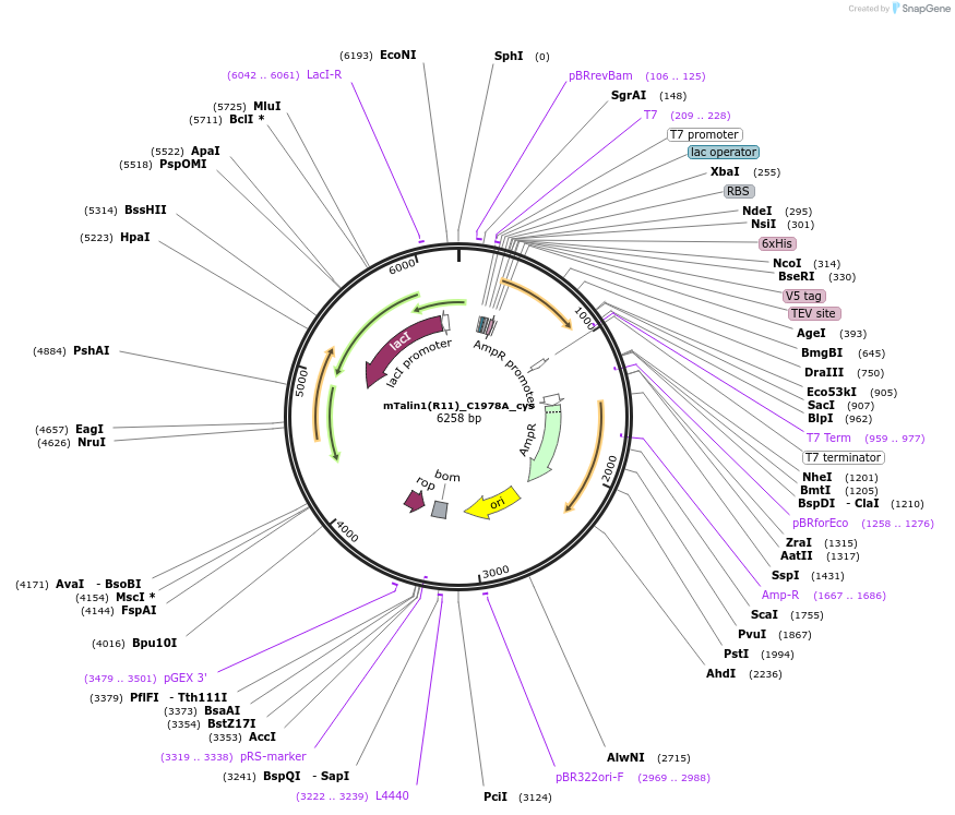 245890-plasmid-map-sequence-id-490439