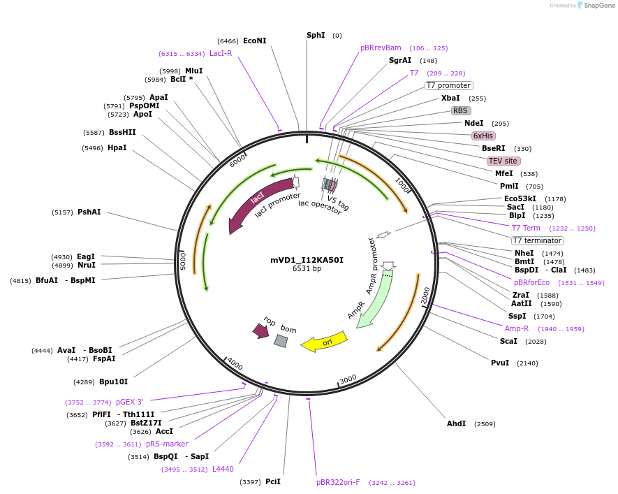 245895-plasmid-map-sequence-id-490446