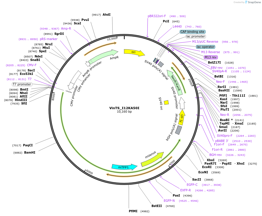 245897-plasmid-map-sequence-id-490447