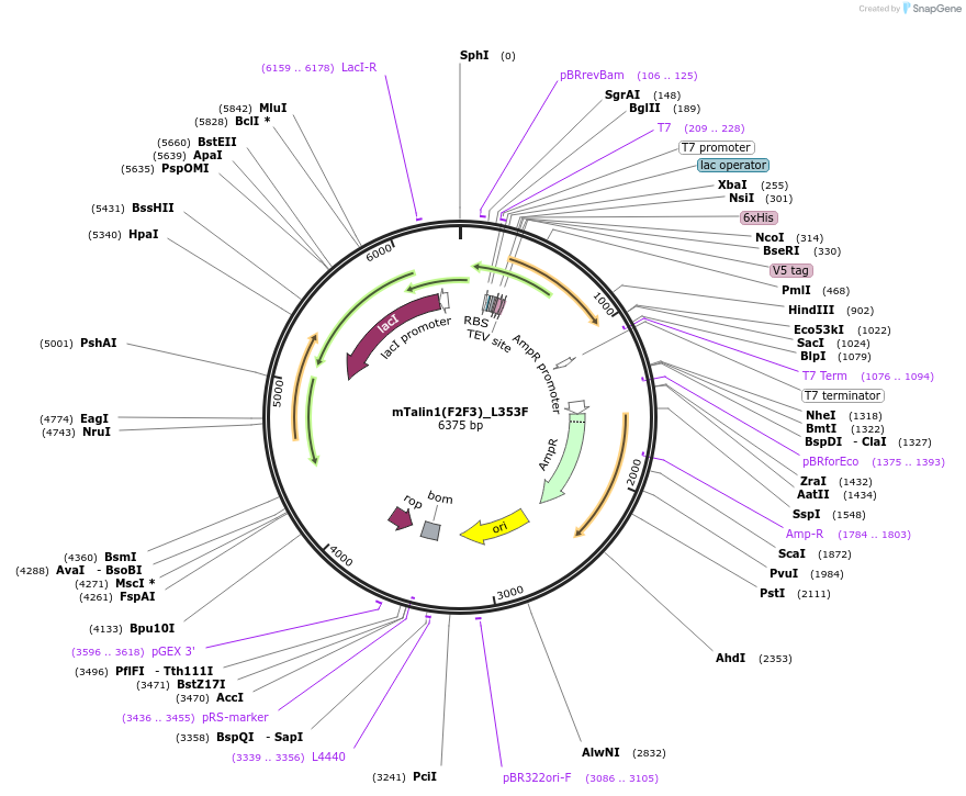 245891-plasmid-map-sequence-id-490450
