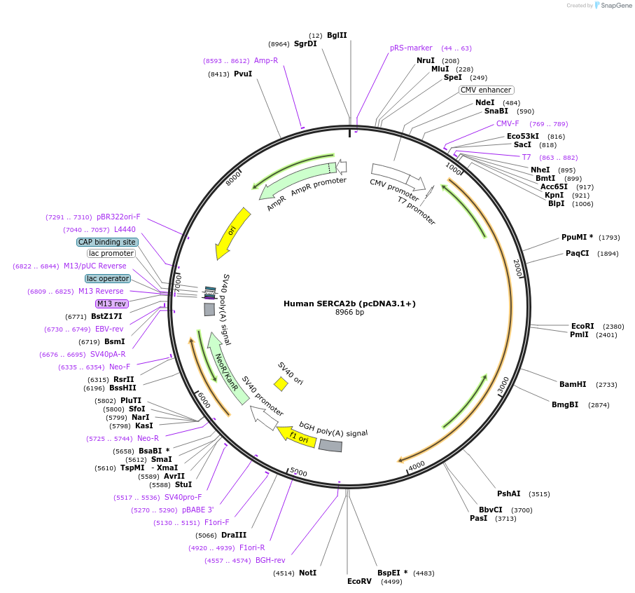 75188-plasmid-map-sequence-id-490456