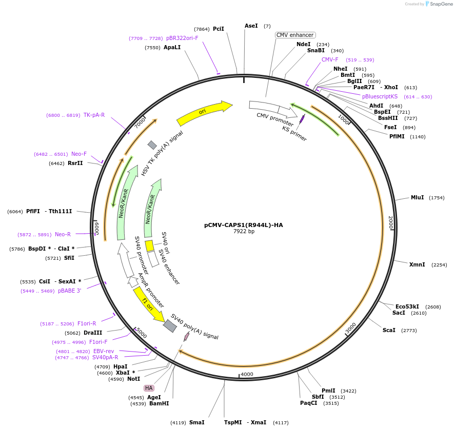 245350-plasmid-map-sequence-id-490475