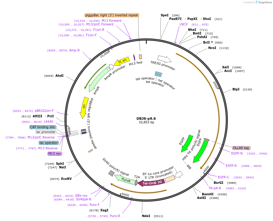 246903-plasmid-map-sequence-id-490566