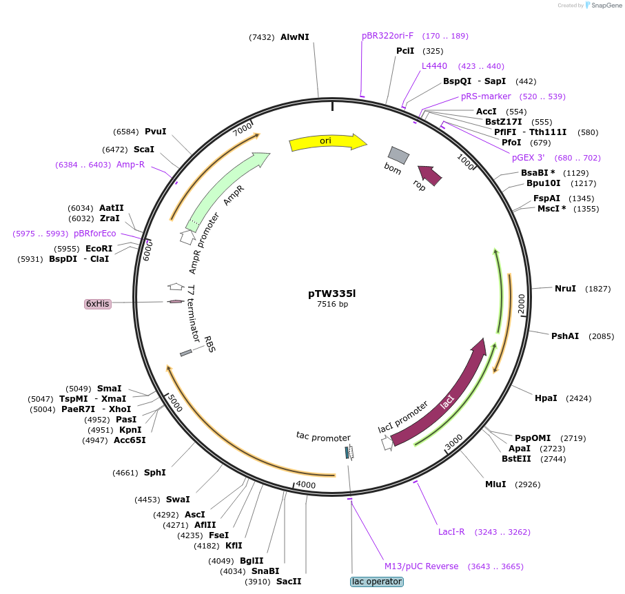 246590-plasmid-map-sequence-id-490608