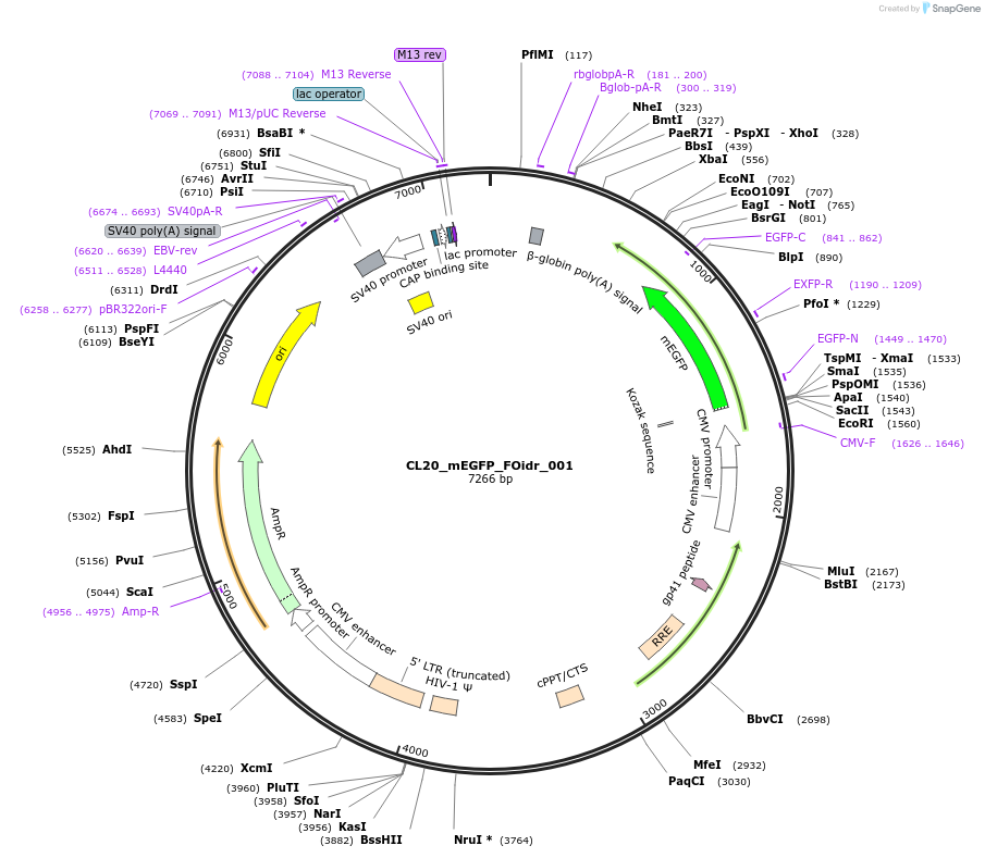 244553-plasmid-map-sequence-id-490658
