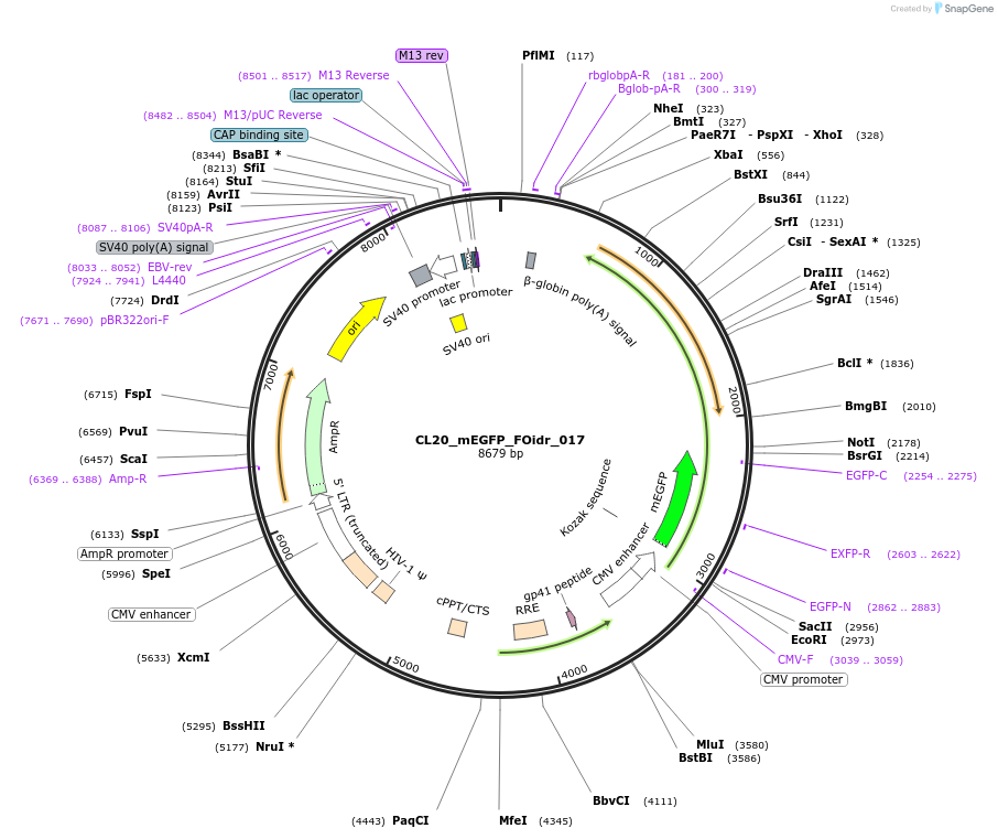 244569-plasmid-map-sequence-id-490661