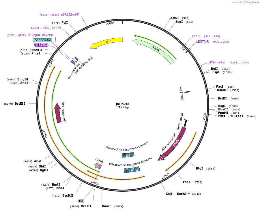 247110-plasmid-map-sequence-id-490709