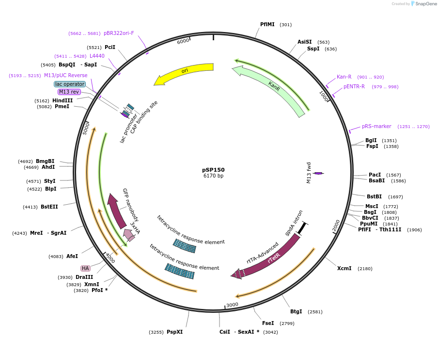 247111-plasmid-map-sequence-id-490710