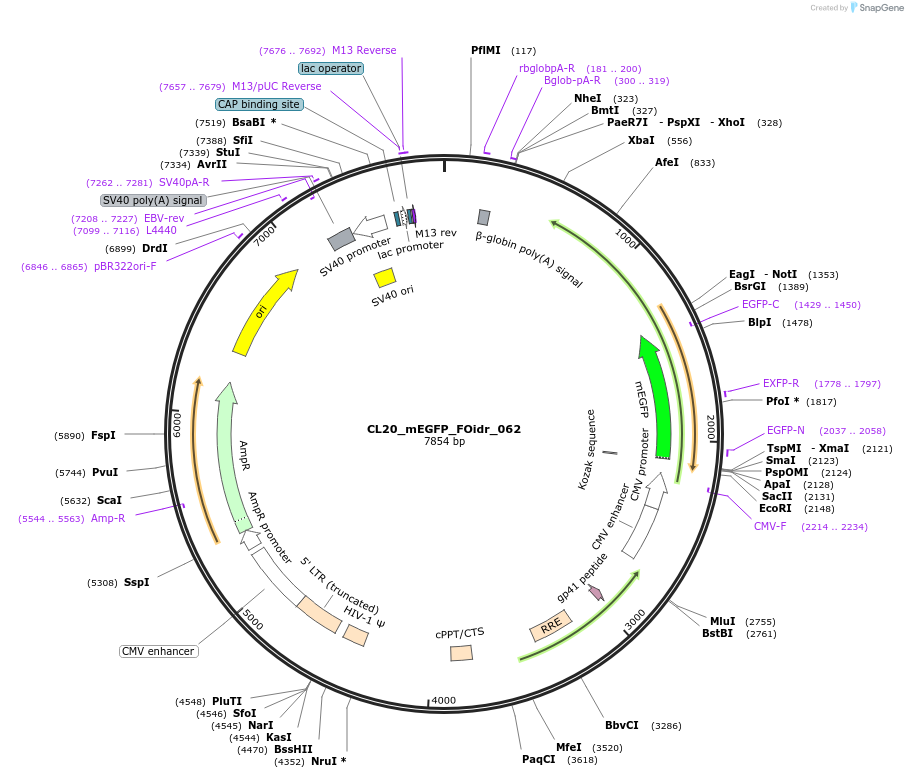 244614-plasmid-map-sequence-id-490721