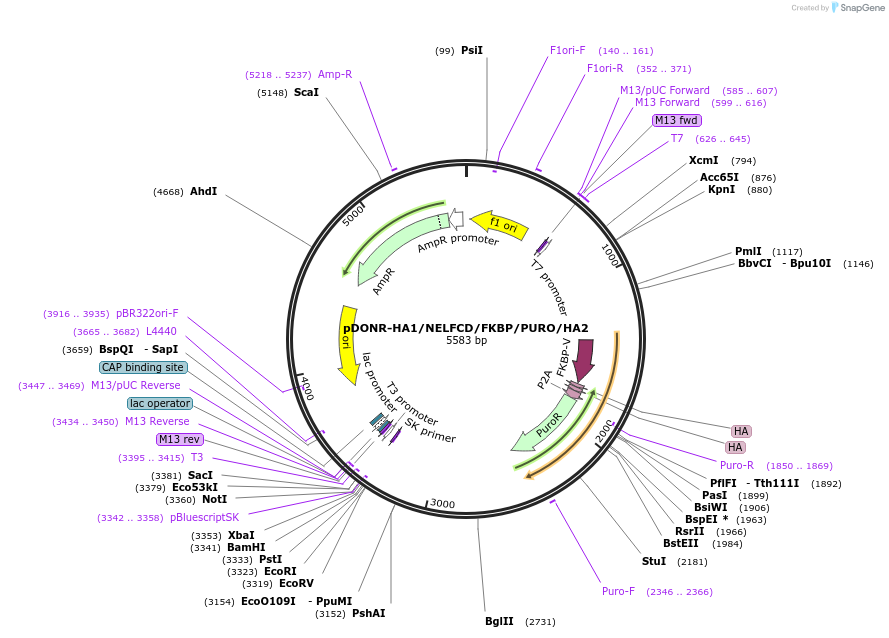 244455-plasmid-map-sequence-id-490816