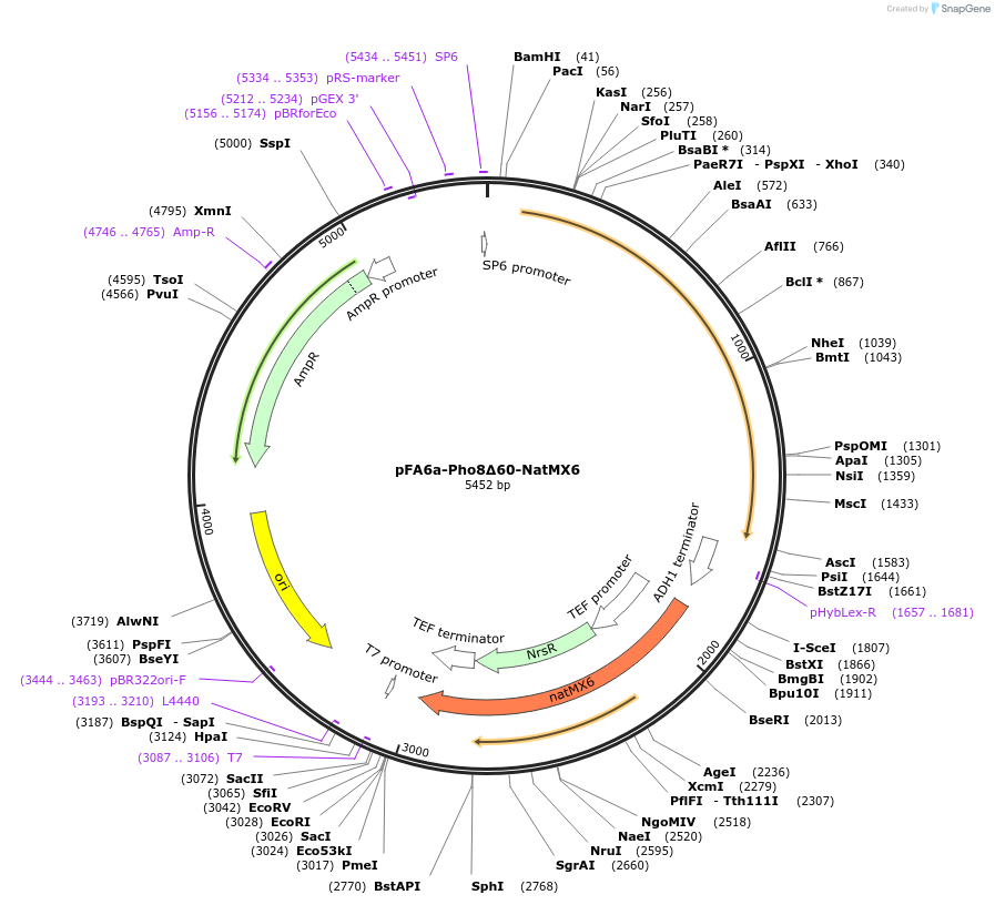 240972-plasmid-map-sequence-id-490854