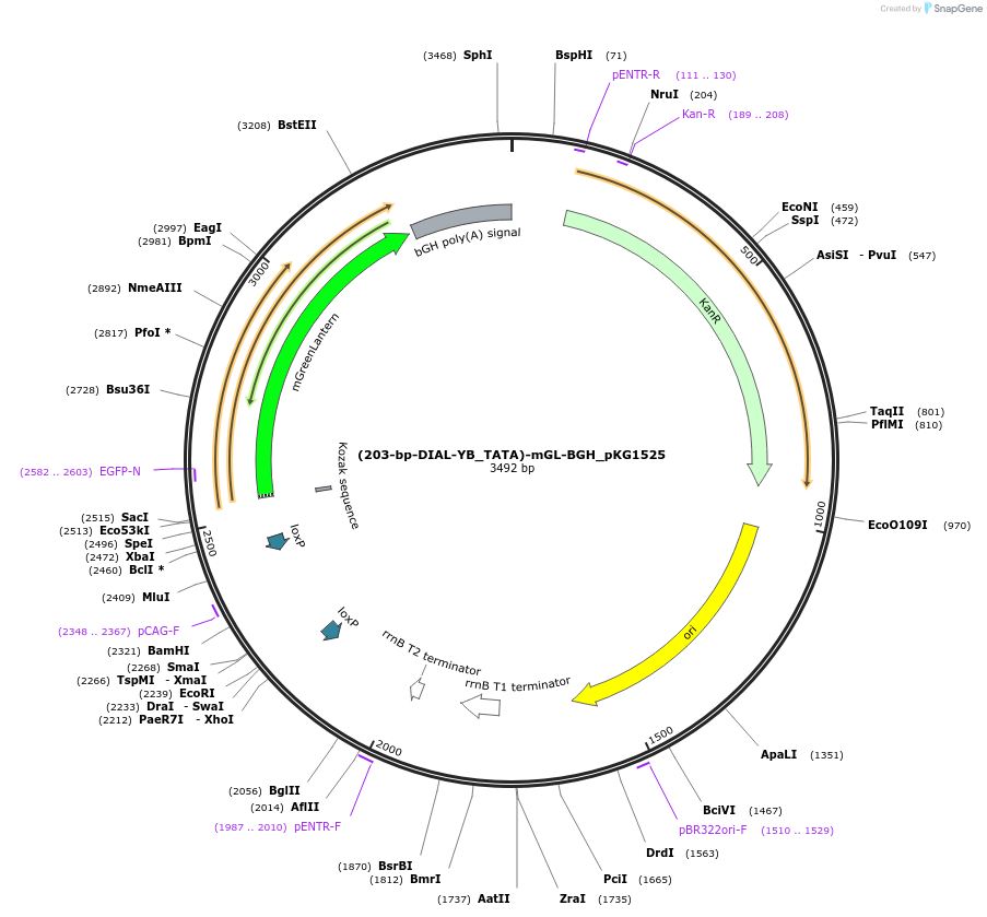 246326-plasmid-map-sequence-id-490858