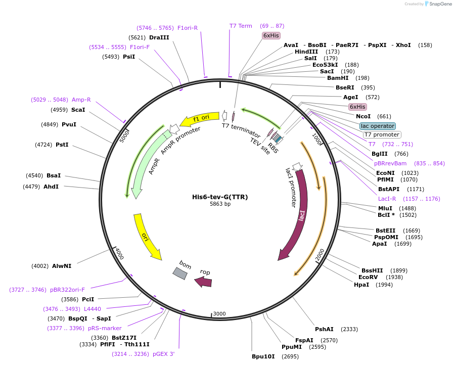 238123-plasmid-map-sequence-id-490861
