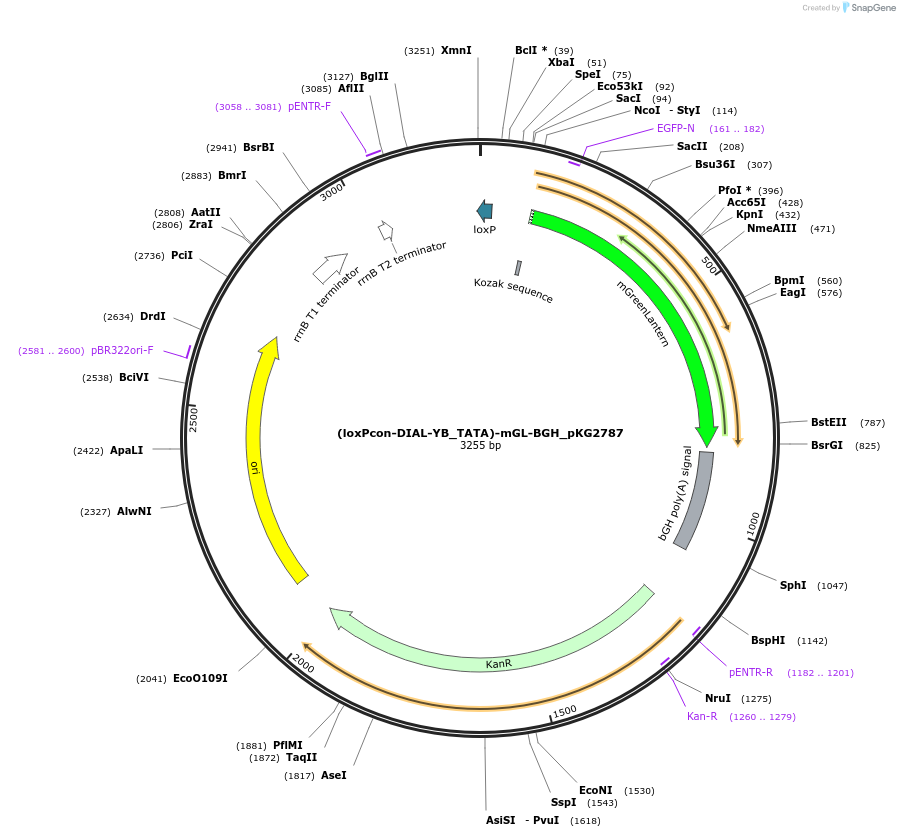 246327-plasmid-map-sequence-id-490865
