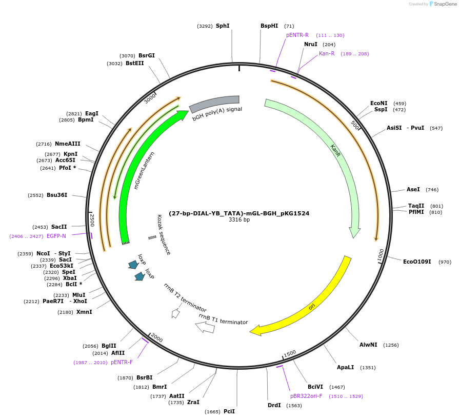 246328-plasmid-map-sequence-id-490866