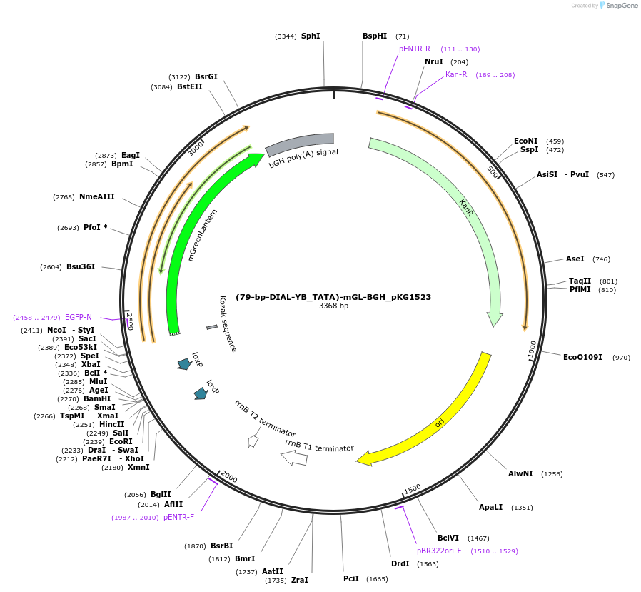 246329-plasmid-map-sequence-id-490876