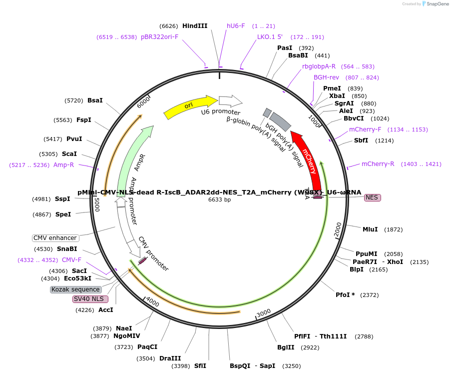 246432-plasmid-map-sequence-id-490908