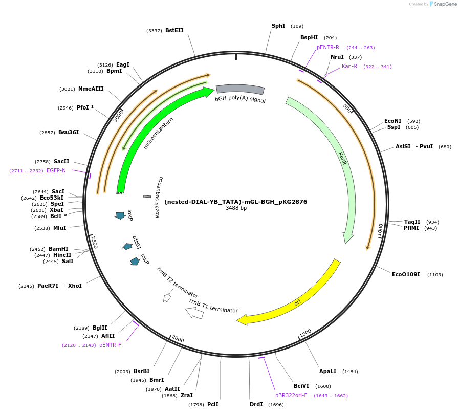 246332-plasmid-map-sequence-id-490913