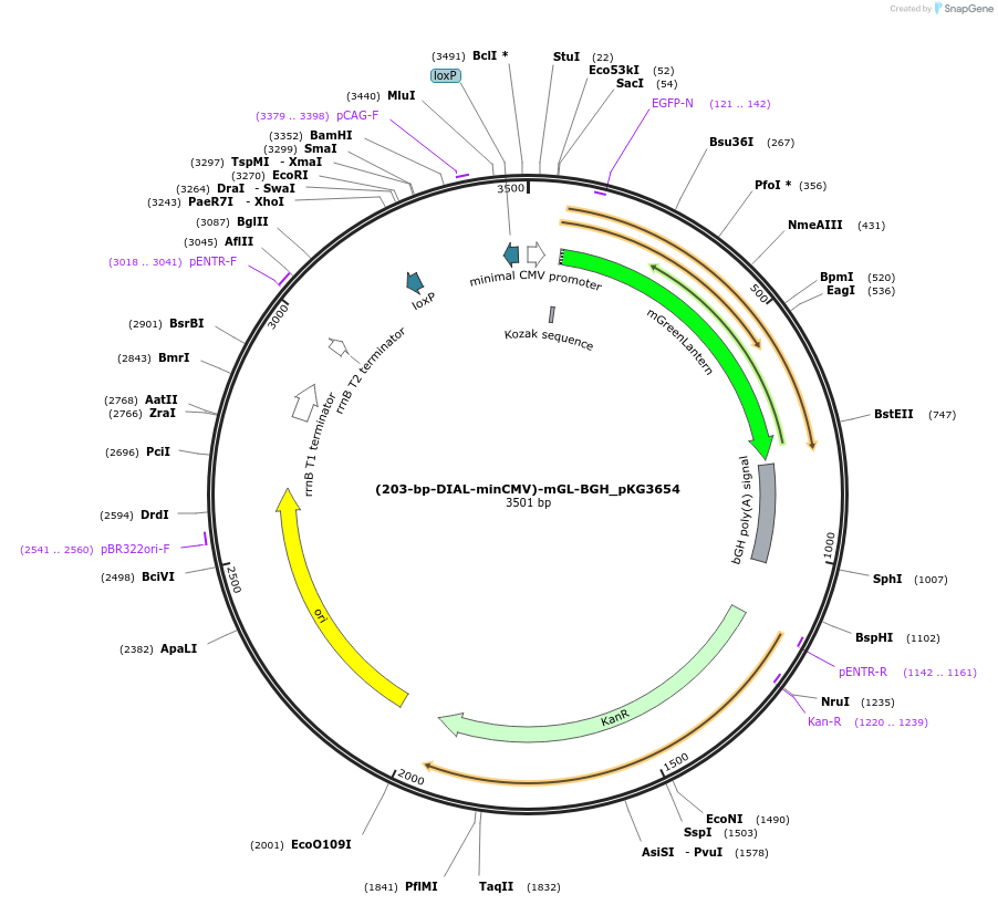 246333-plasmid-map-sequence-id-490915