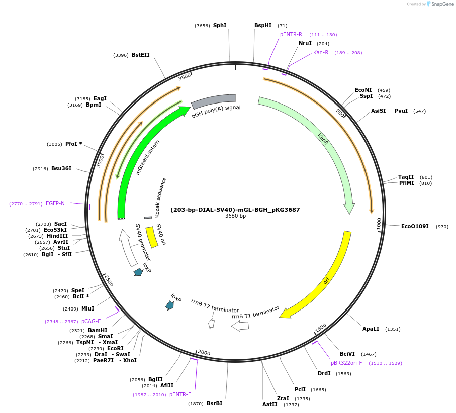 246334-plasmid-map-sequence-id-490921