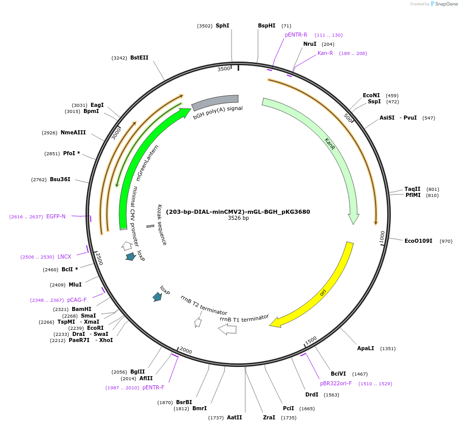 246335-plasmid-map-sequence-id-490922