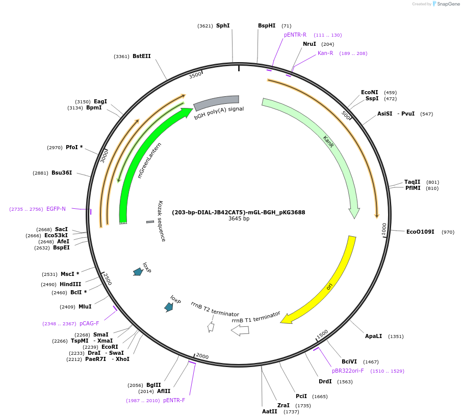 246336-plasmid-map-sequence-id-490923