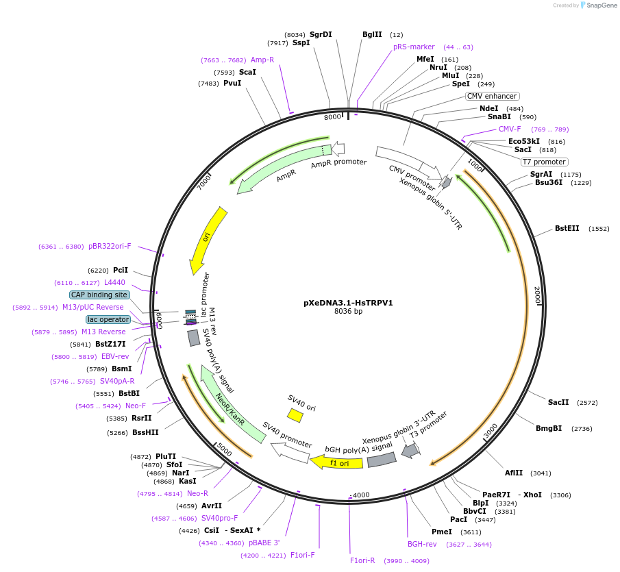 244454-plasmid-map-sequence-id-490929