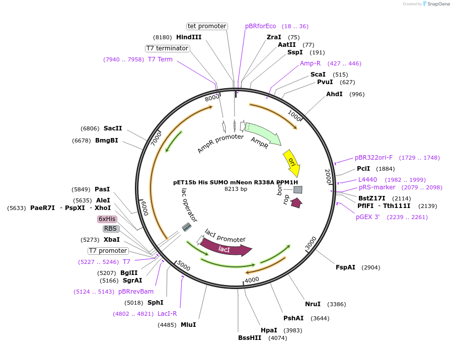 245124-plasmid-map-sequence-id-490950
