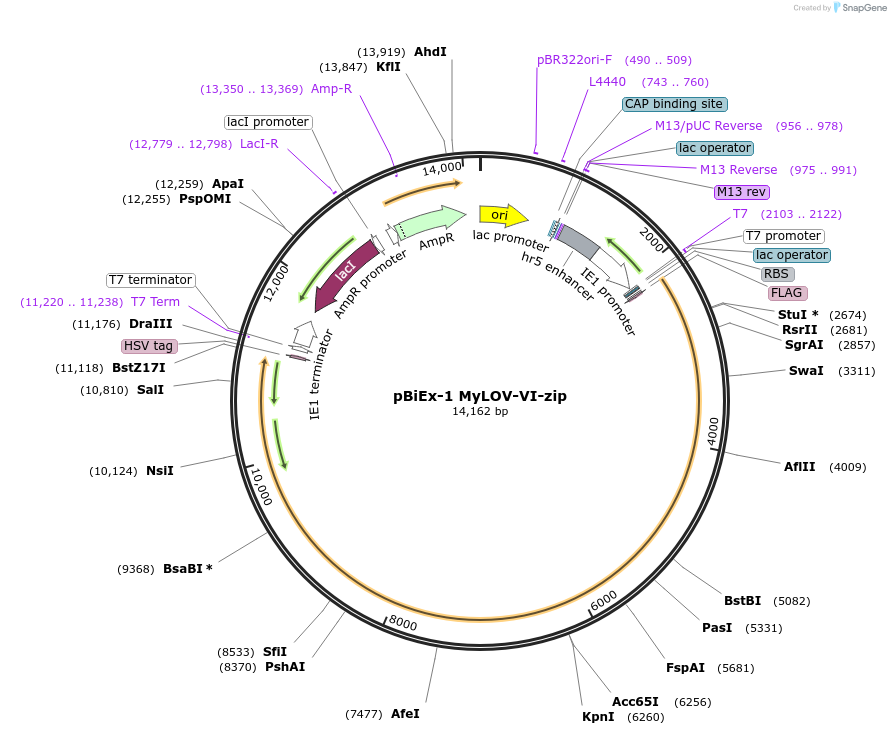 233724-plasmid-map-sequence-id-490986
