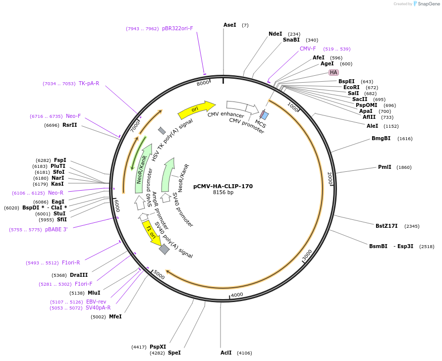 245363-plasmid-map-sequence-id-491004