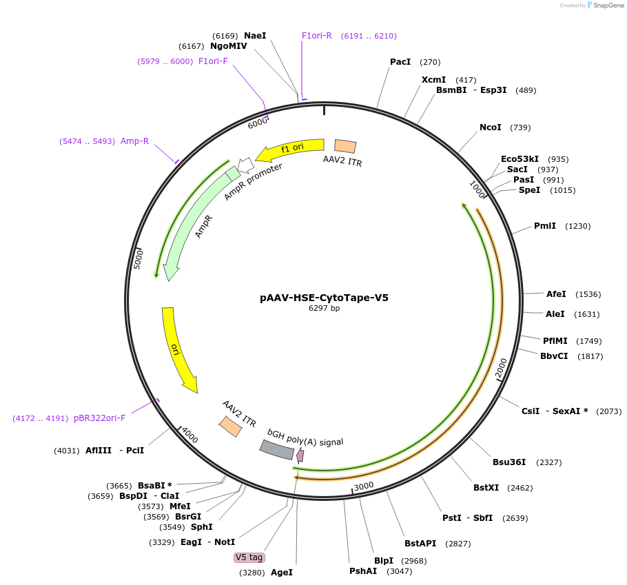 239426-plasmid-map-sequence-id-491019