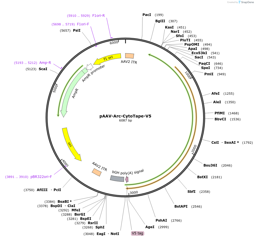 239424-plasmid-map-sequence-id-491024