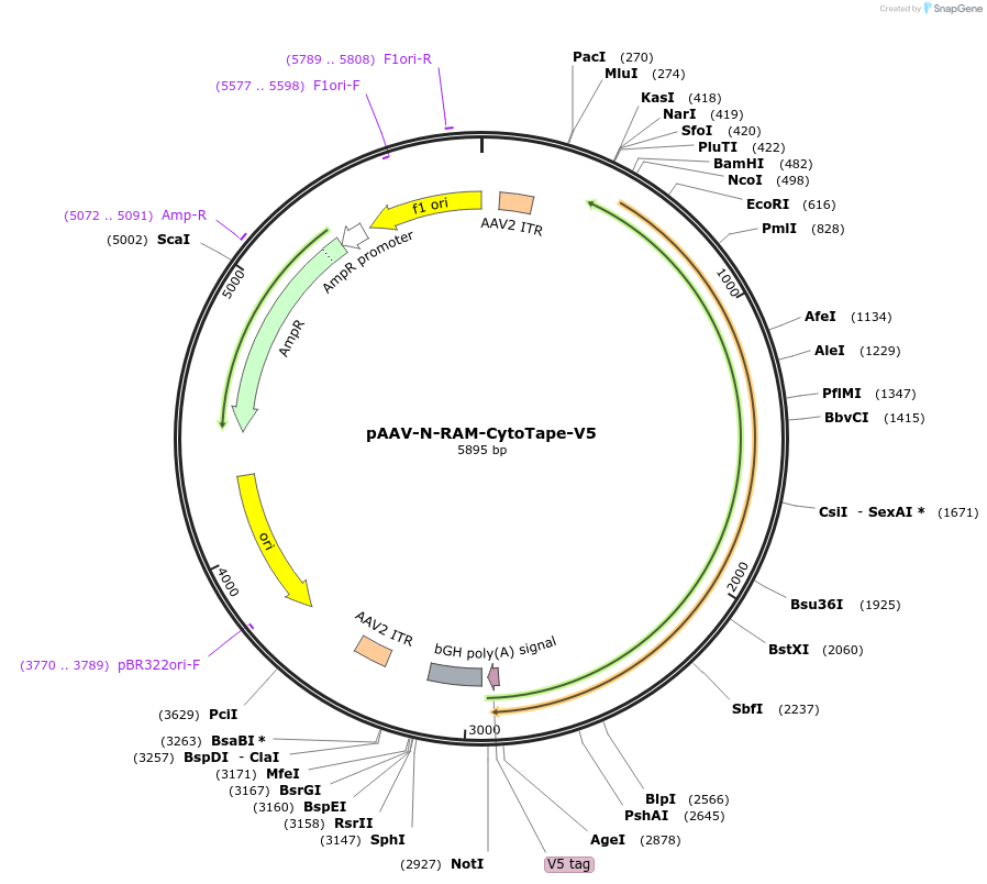 239425-plasmid-map-sequence-id-491025