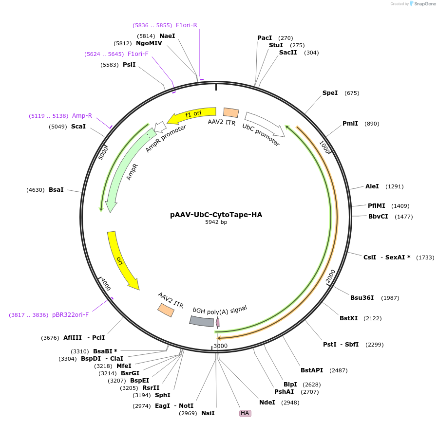 239423-plasmid-map-sequence-id-491028
