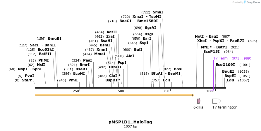 491070_map