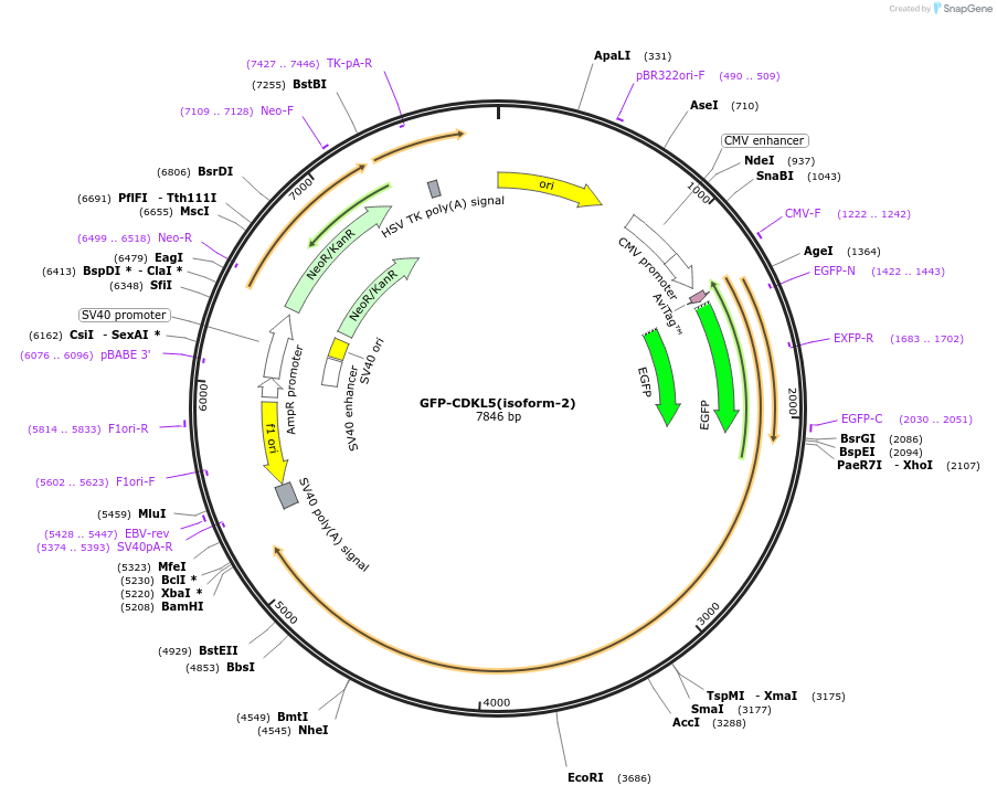 245901-plasmid-map-sequence-id-491146