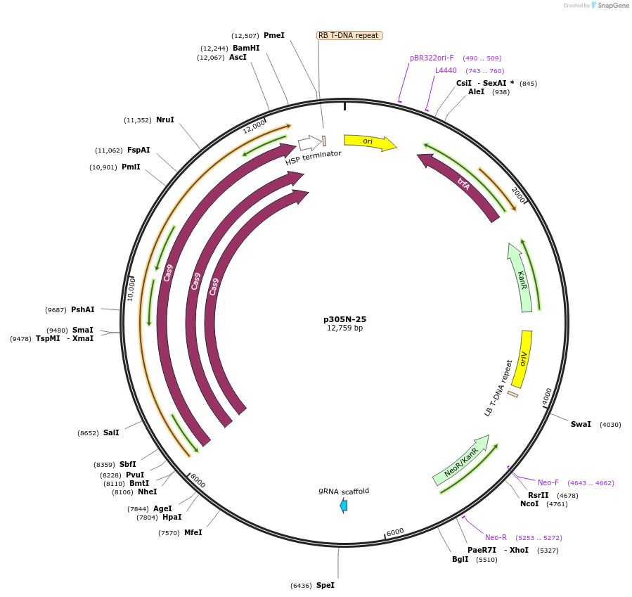 246308-plasmid-map-sequence-id-491149