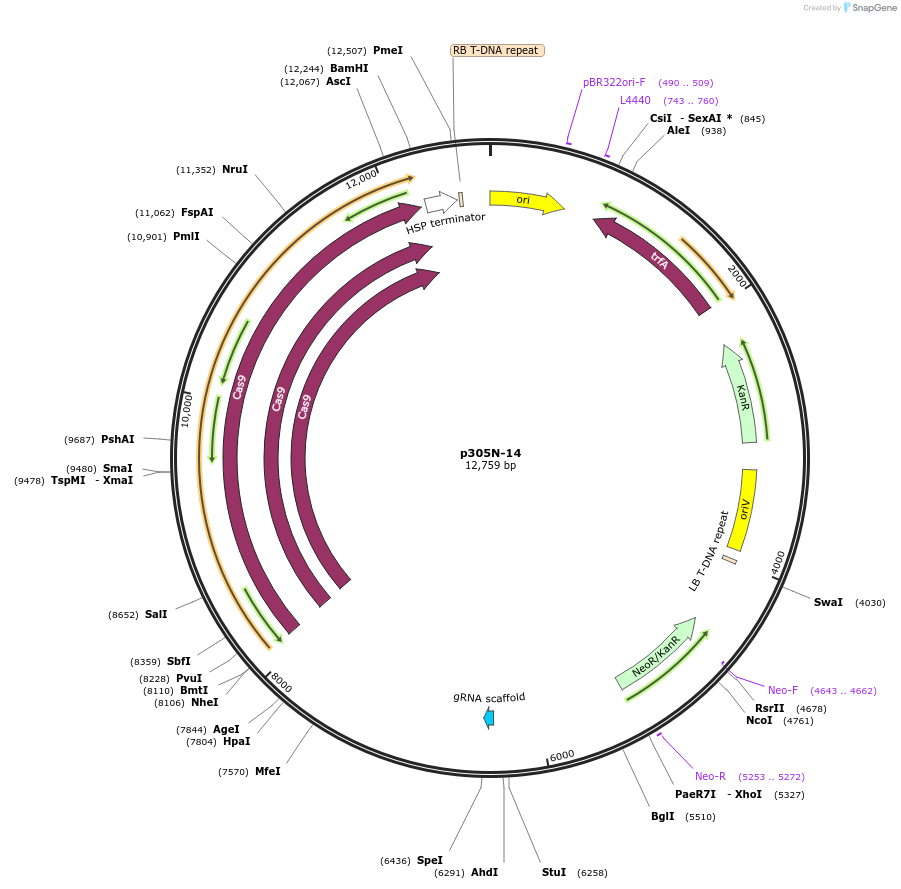 246297-plasmid-map-sequence-id-491152