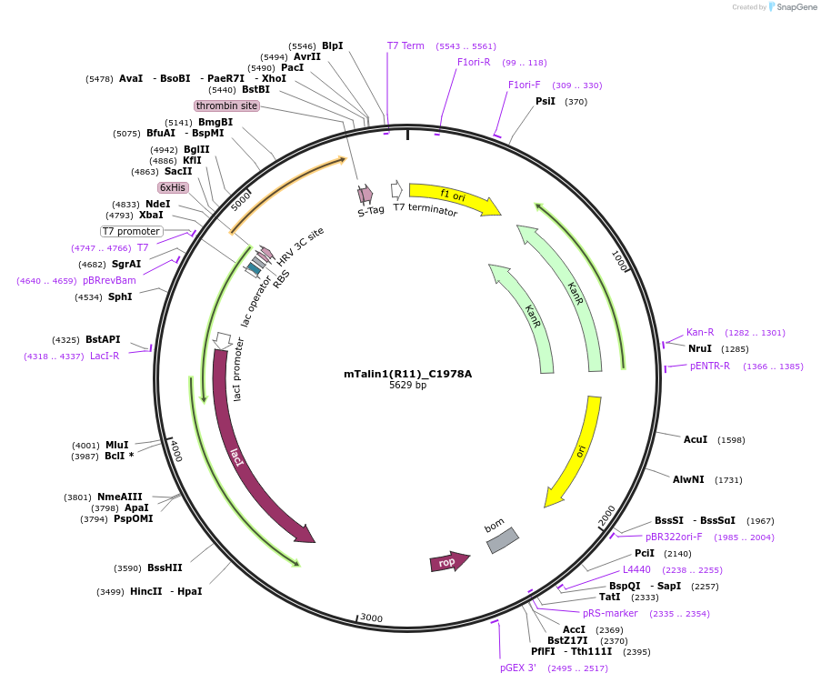 245888-plasmid-map-sequence-id-491164