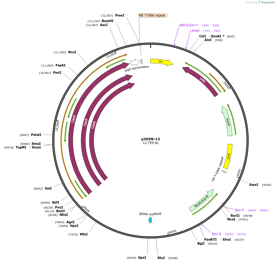 246295-plasmid-map-sequence-id-491173