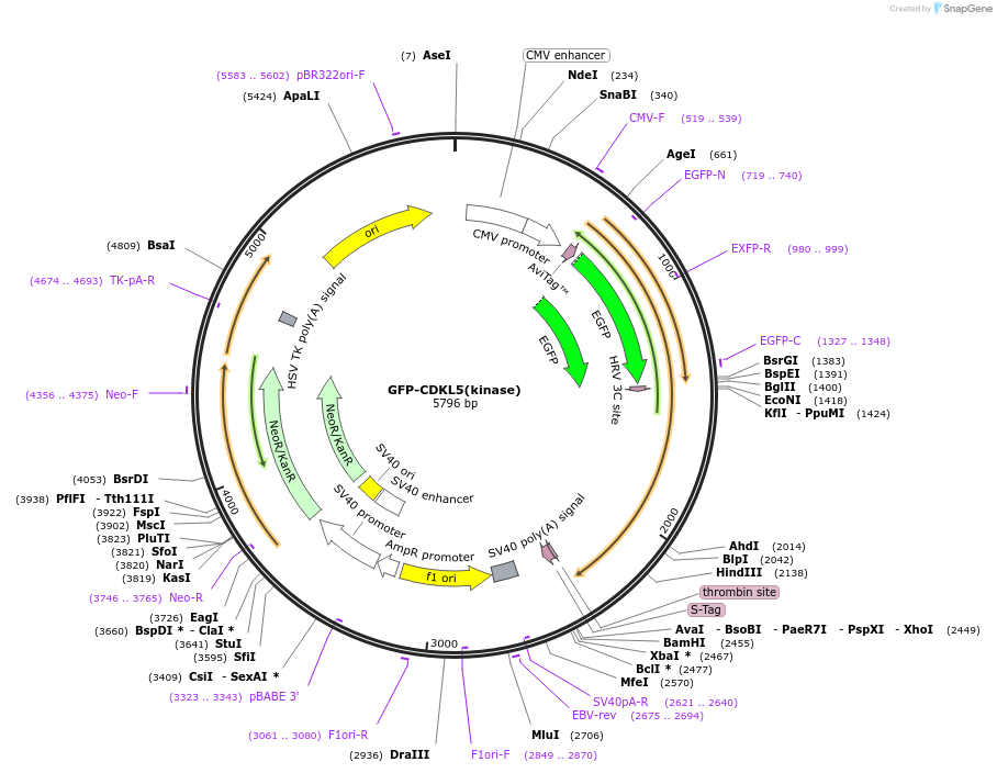 245902-plasmid-map-sequence-id-491185