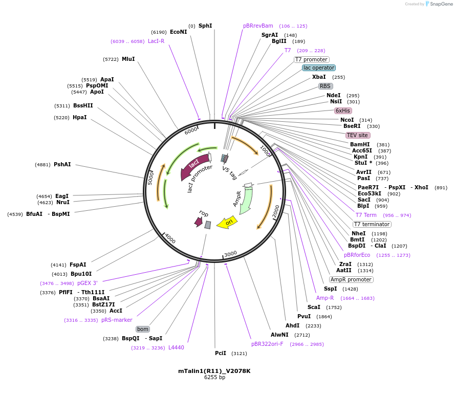245889-plasmid-map-sequence-id-491188