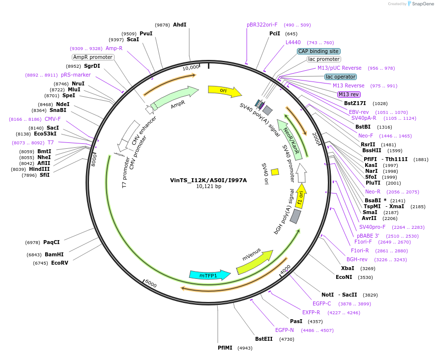 245898-plasmid-map-sequence-id-491209