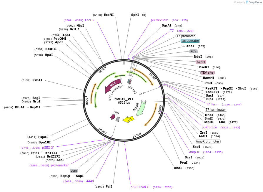 245893-plasmid-map-sequence-id-491217