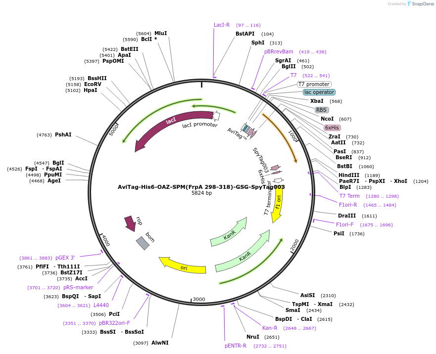 246647-plasmid-map-sequence-id-491279